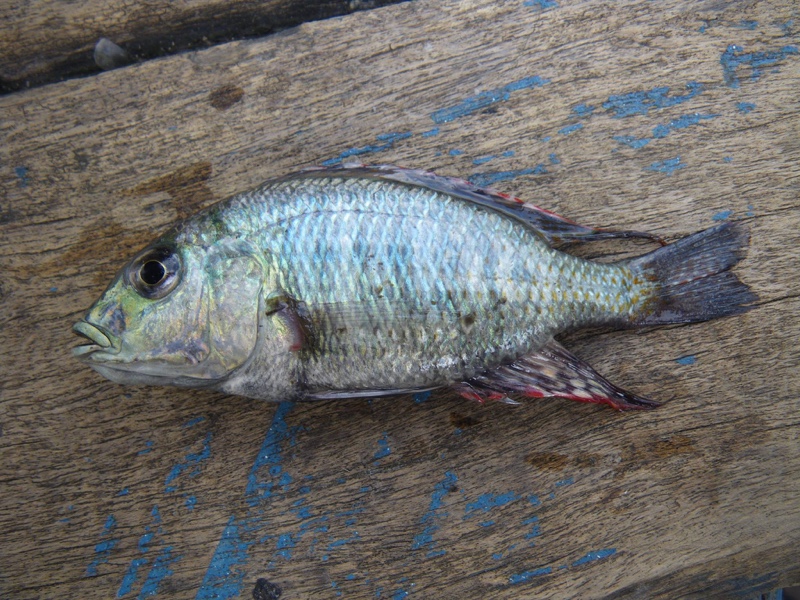Lethrinops chilingali 'Lake Chilingali'